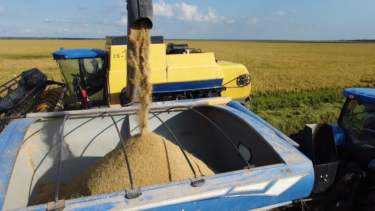 Cosecha de arroz con maquinaria